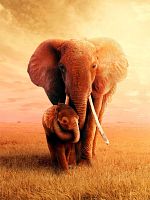 poster de The Elephant Queen