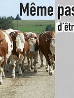 poster de Même pas peur… d’être éleveur