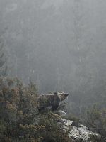 poster de Ours simplement sauvage