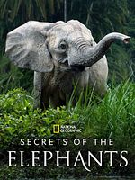 poster de Les Secrets des éléphants