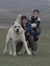 Affiche de Sivas, film à voir en streaming sur Pygargue