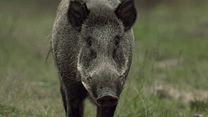 image de la vidéo Argoat Bande-annonce VF