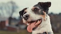 image de Inside The Mind Of A Dog Bande-annonce VO