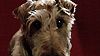 image de Rex, chien pompier Bande-annonce VF