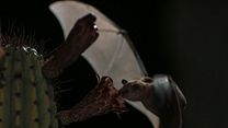 image de Pollen Extrait vidéo VF