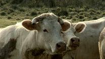 image de Bovines Bande-annonce VF