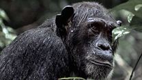 Chimpanzés Making Of VO