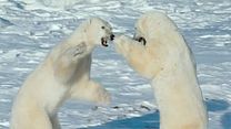 image de Arctique Bande-annonce VO