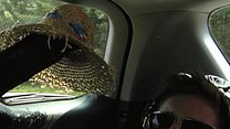 image de The Hat Goes Wild Bande-annonce VO