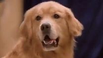 image de Airbud 5 : superstar Bande-annonce VO