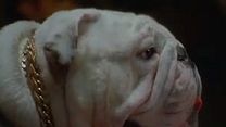 image de Un Chien dans la mafia Bande-annonce VO