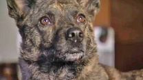 image de Un chien à la Maison Blanche Bande-annonce VO