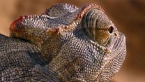 image de Nature - EXTRAIT VF "Le caméléon"