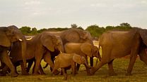 image de Nature - EXTRAIT VF "L'éléphant d'Afrique" 