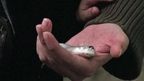 image de Poisson Bande-annonce VF