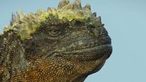 image de Un nouveau jour sur Terre EXTRAIT VF "Iguanes"