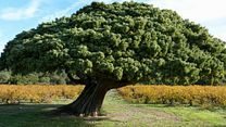 image de Les Arbres Remarquables, un patrimoine à protéger Bande-annonce VF