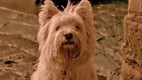 image de The Adventures Of Greyfriars Bobby Bande-annonce VO