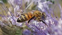 image de Être avec les Abeilles Bande-annonce VF
