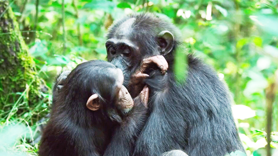 image de Grandir dans le monde animal - saison 1 Bande-annonce VF