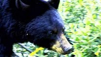 image de Cocaine Bear: The True Story Bande-annonce VO