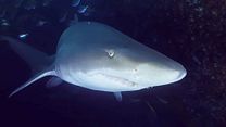 image de Sharksploitation Bande-annonce VO