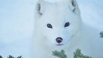 image de la vidéo Kina & Yuk : renards de la banquise Bande-annonce VF
