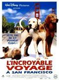 Affiche de L'Incroyable Voyage à San Francisco, film à voir en streaming sur Pygargue