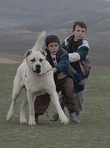 Affiche de Sivas, film à voir en streaming sur Pygargue