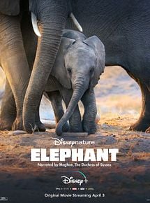 LES ELEPHANTS DANS LA BRUME