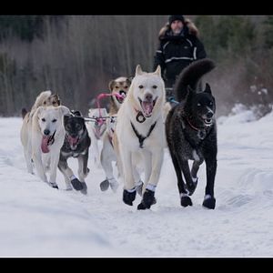 Photo Musher, l’appel de l’Alaska