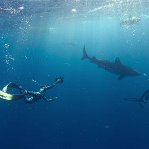 Photo En paix avec les requins