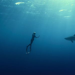 Photo En paix avec les requins