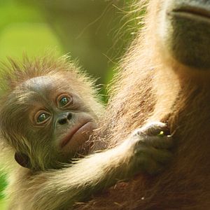 Photo La Vie Secrète des Orangs-Outans