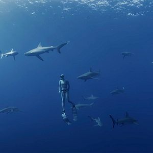 Photo Le Royaume des requins