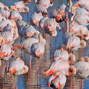 Photo Camargue, sous les sabots