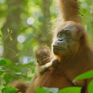 Photo La Vie Secrète des Orangs-Outans