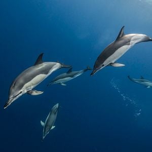 Photo Les baleines bleues : le retour des géants