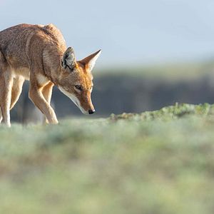 Photo Le Secret du Loup d’Éthiopie