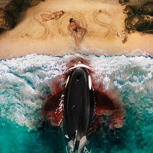 Photo Killer Whale