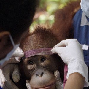 Photo Popi ou l'état sauvage