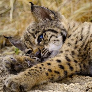 Photo Naturellement Sauvages