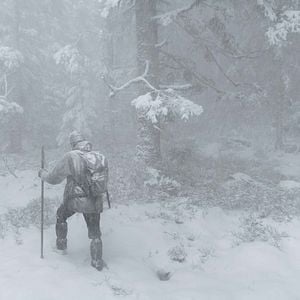 Photo Le Chant des forêts