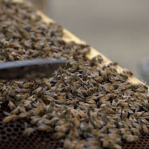 Photo Les Secrets des abeilles 