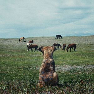 Photo La Chienne