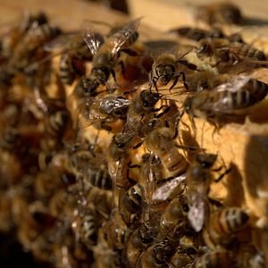 Photo Les Secrets des abeilles 