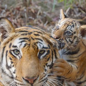Photo Tigres