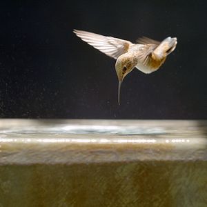 Photo Every Little Thing