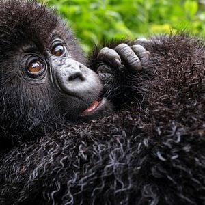 Photo Une histoire de gorilles avec David Attenborough