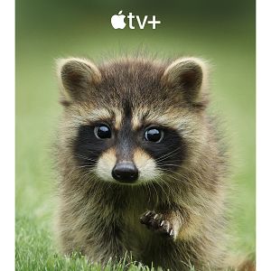 Photo La Vie secrète des animaux